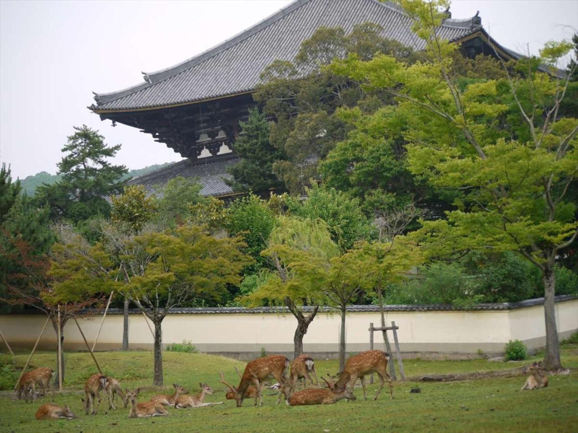 Hotel New Wakasa Nara Buitenkant foto